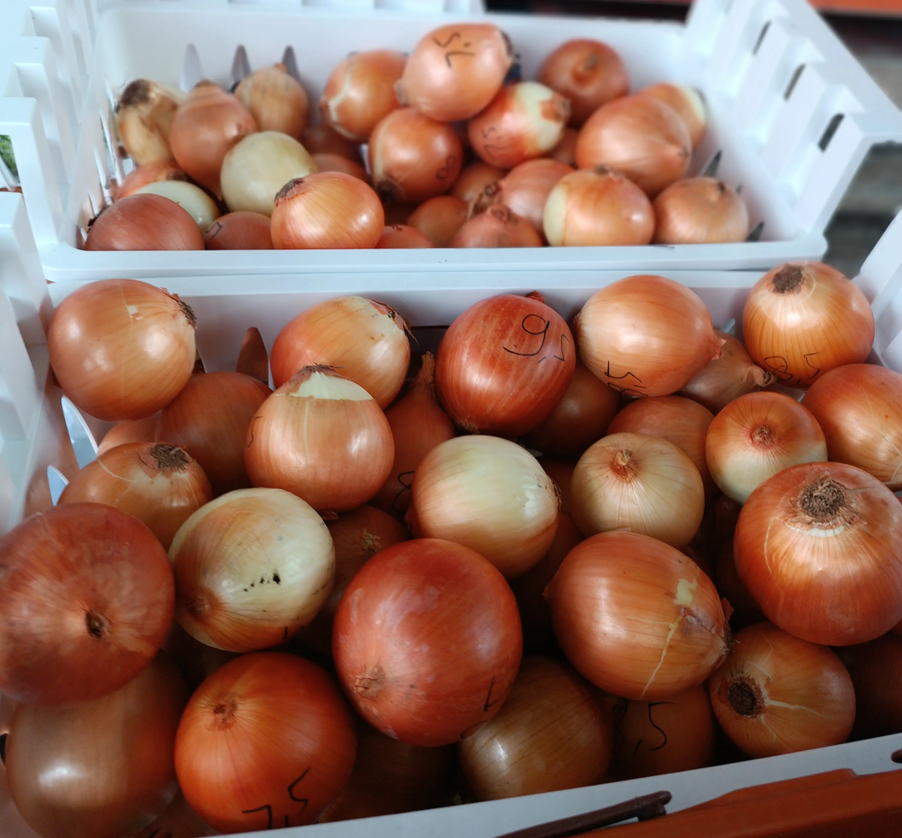 Bombay bijian harga 9.500